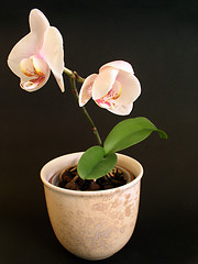 Image showing flower in a pot