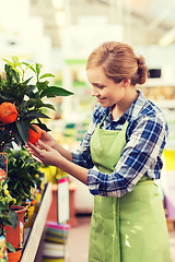 Image showing happy woman touching mandarin tree in greenhouse