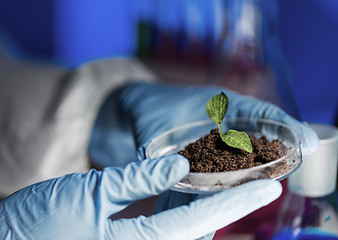 Image showing close up of scientist hands with plant and soil 