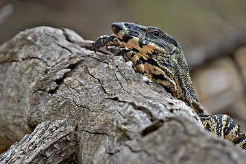 Image showing peering over the log