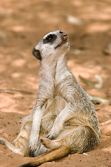 Image showing meerkat sitting