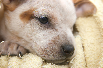 Image showing cute fox terrier