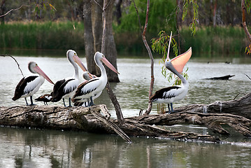 Image showing one boastful pelican showing off in front of three mates