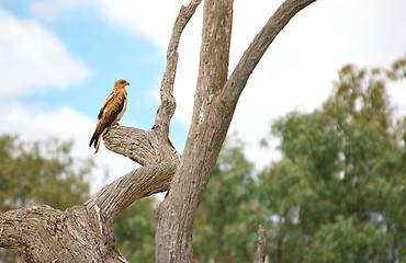 Image showing whistling kite