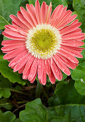 Image showing pink gerbera