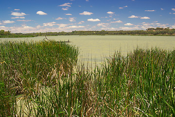 Image showing wetlands