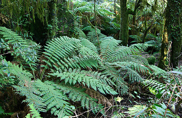 Image showing rainforest ferns