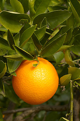 Image showing orange on bush