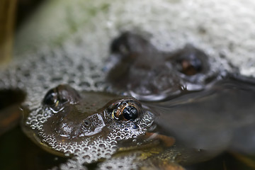 Image showing frogs mating