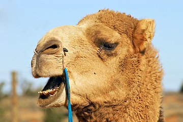 Image showing close up of camel