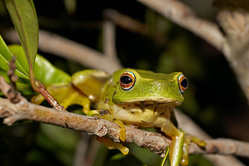 Image showing green tree frog