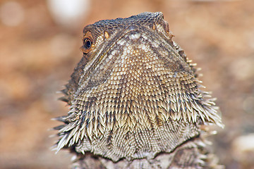 Image showing lizard head raised