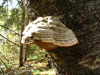 Image showing Fungus