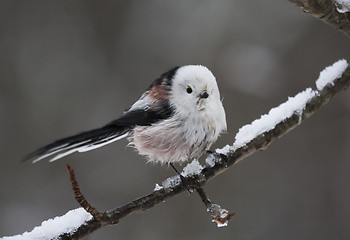 Image showing long tailed tit