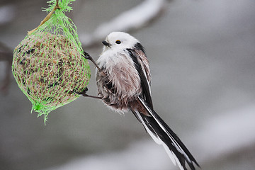 Image showing long tailed tit