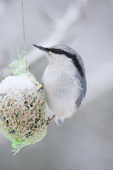 Image showing nuthatch