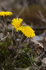 Image showing tussilago farfare