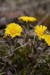 Image showing tussilago farfare