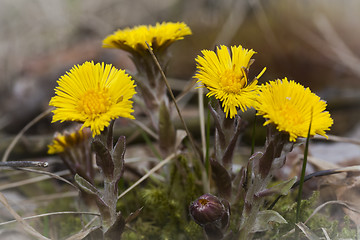 Image showing tussilago farfare