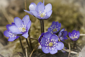 Image showing blue anemones