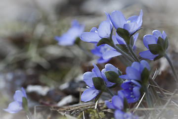 Image showing blue anemones