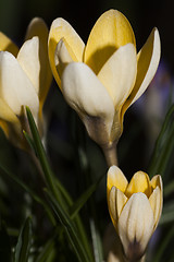 Image showing crocus