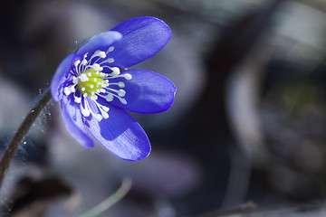 Image showing blue anemone