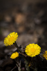 Image showing tussilago