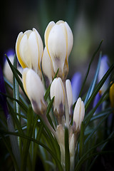 Image showing crocus