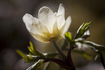 Image showing anemone nemorosa