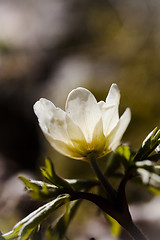 Image showing wood anemone