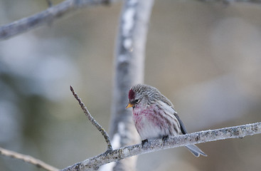 Image showing redpoll