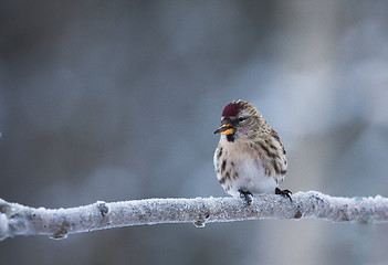 Image showing redpoll with a cigarr