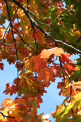 Image showing Autumn leaves