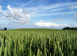 Image showing wheatfield