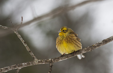 Image showing yellowhammer