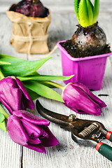 Image showing Still life with spring flowers