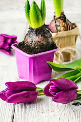 Image showing Still life with spring flowers