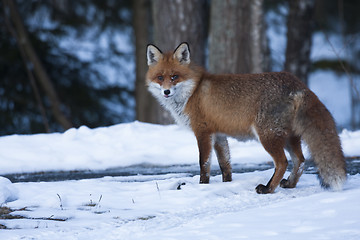 Image showing redfox