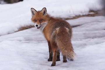 Image showing red fox in snow