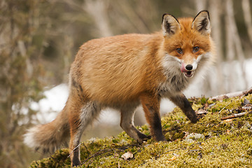 Image showing red fox