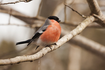 Image showing bullfinch