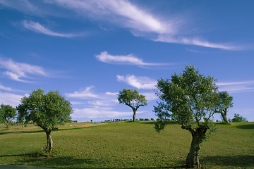 Image showing Lonely trees 1