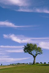 Image showing Lonely trees 2