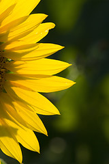 Image showing sunflower 1