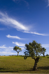 Image showing lonely trees 3