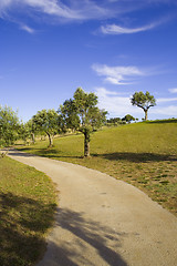 Image showing lonely trees 5