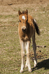 Image showing pony colt