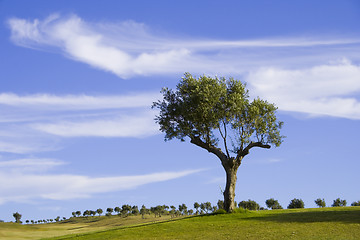 Image showing lonely trees 6