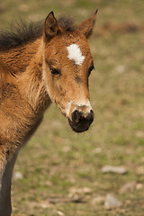 Image showing colt